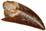 Serrated Raptor Tooth - Real Dinosaur Tooth #361001-1